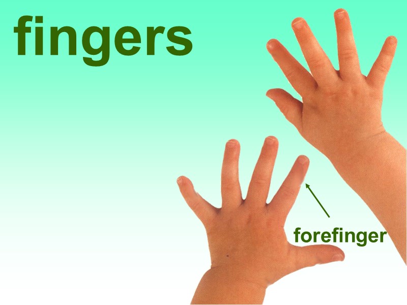 fingers forefinger